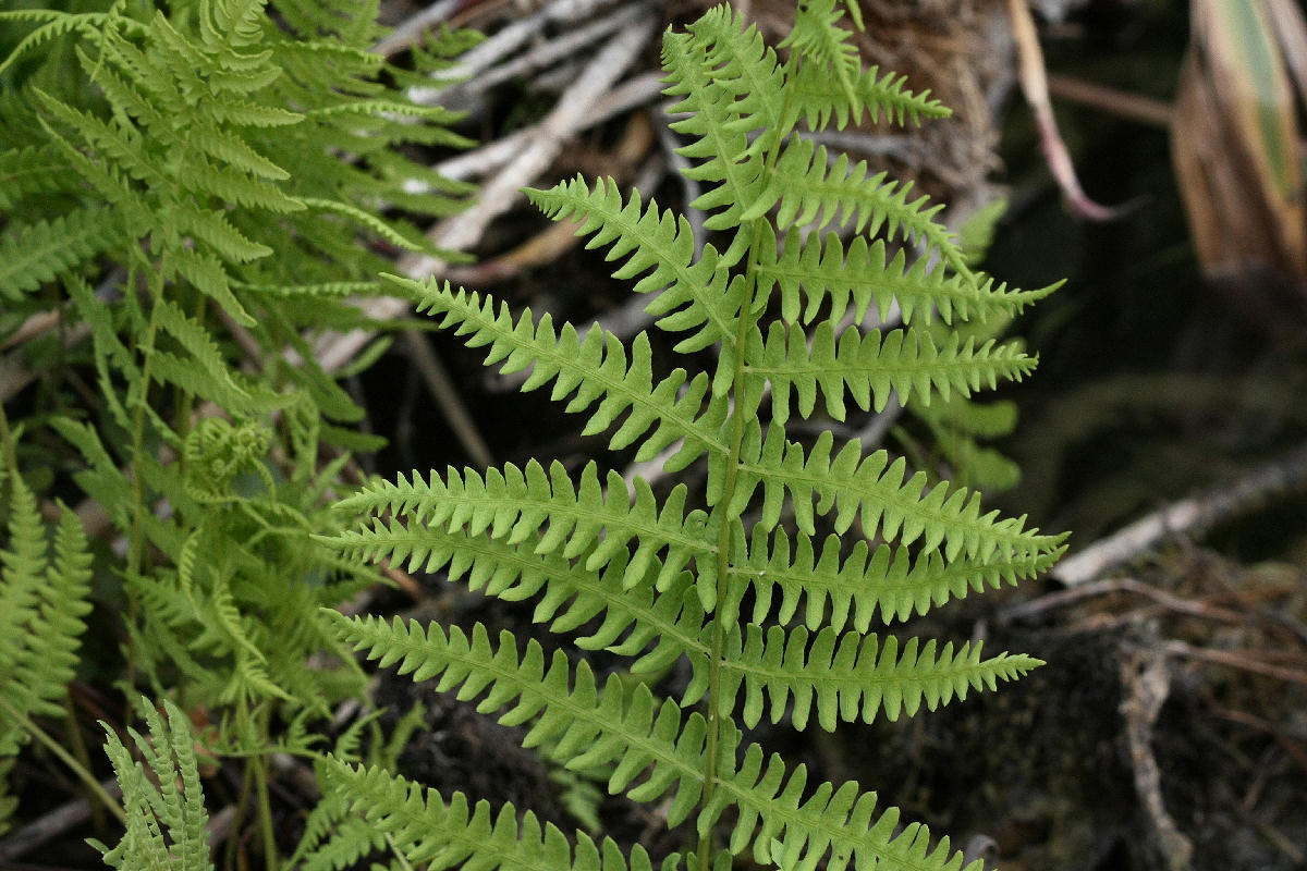 Thelypteris palustris / Felce palustre